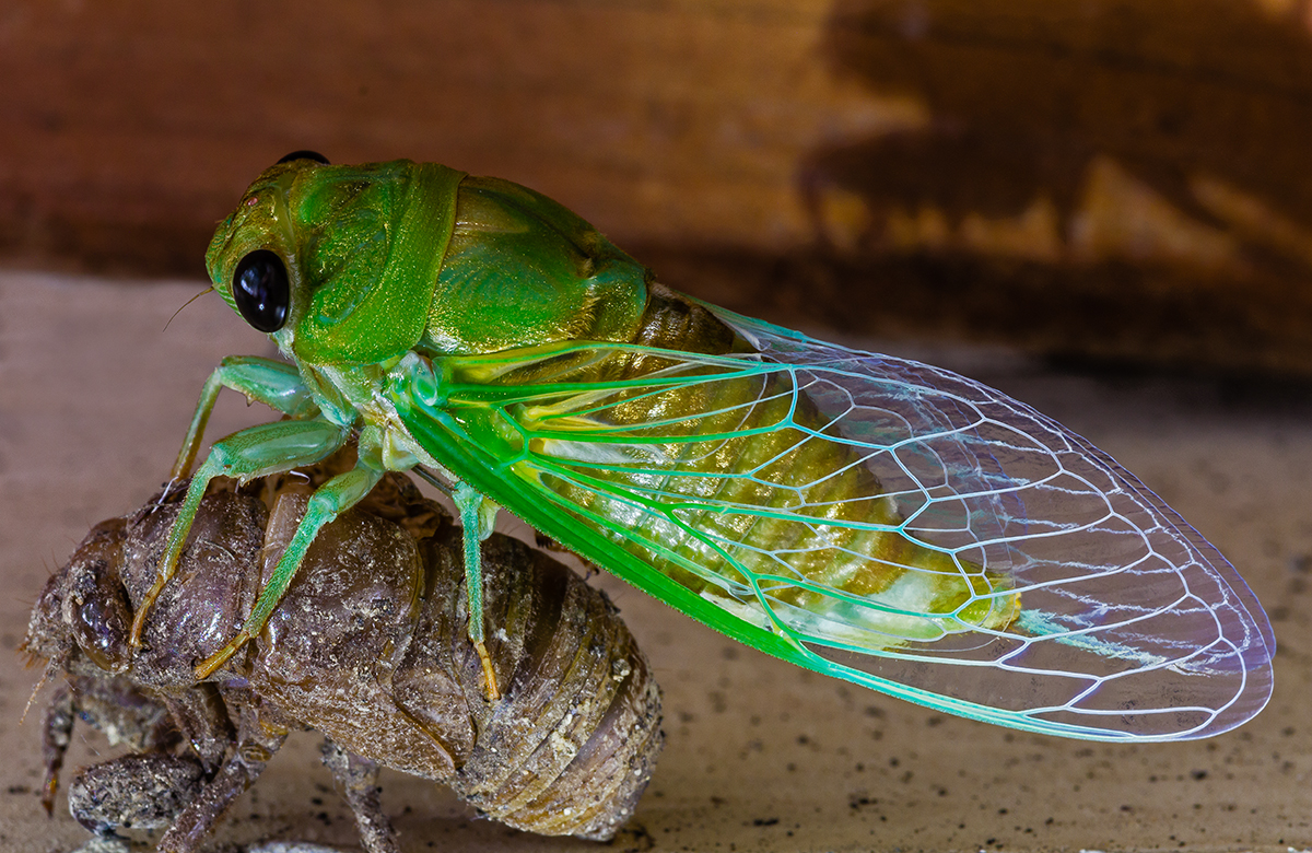 Cicada Reborn