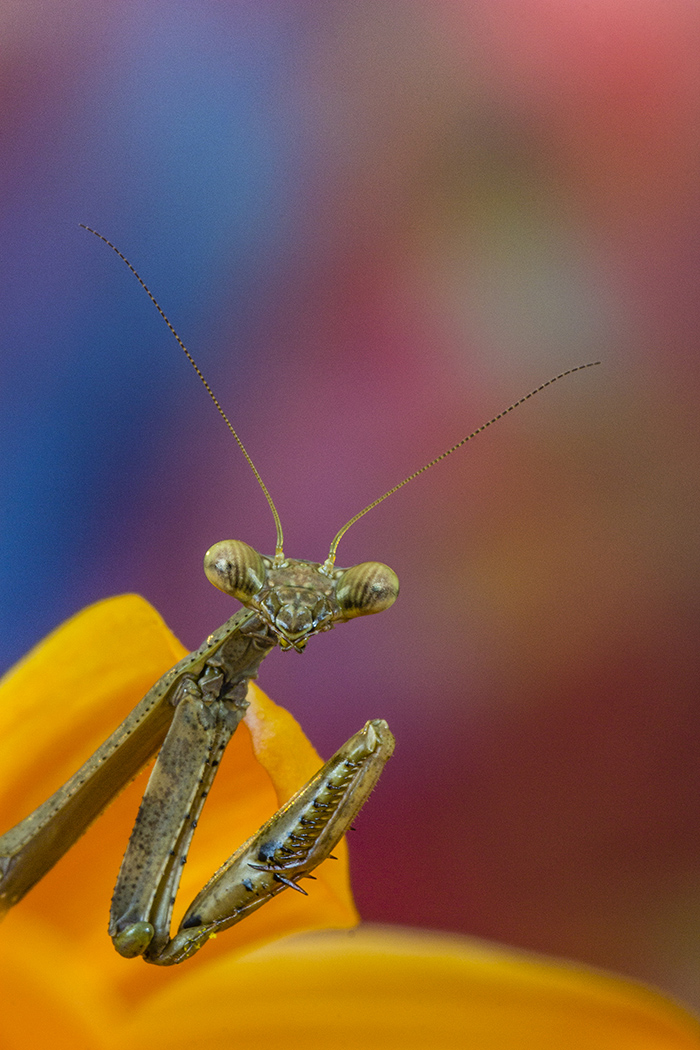 Friend Mantis